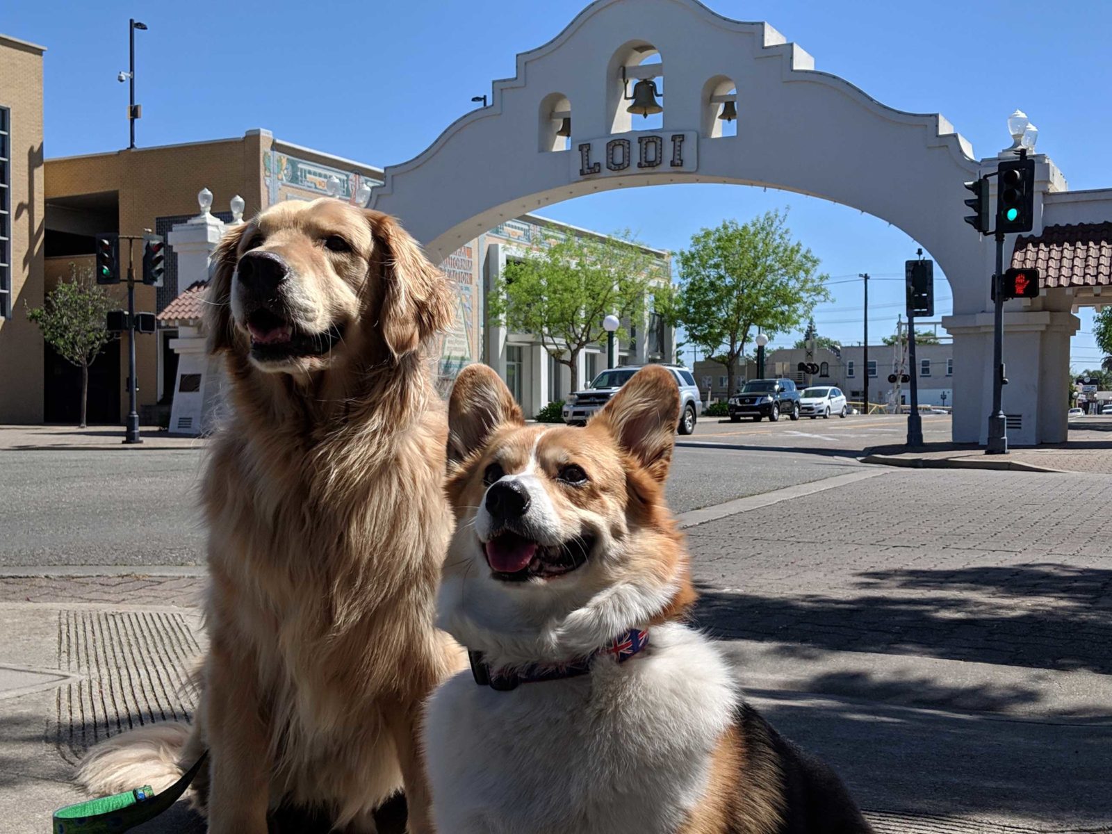 Dogs in front of Lodi sign