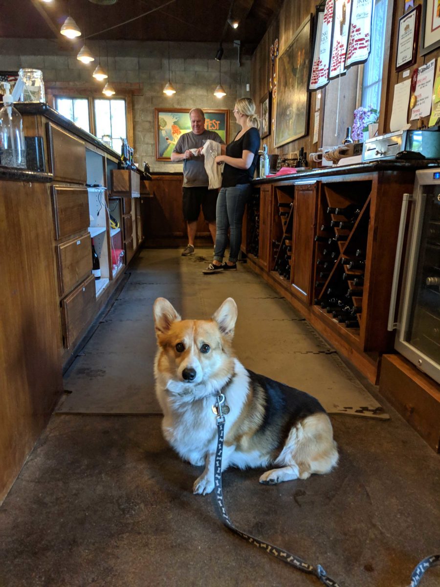 Odin behind the winery counter