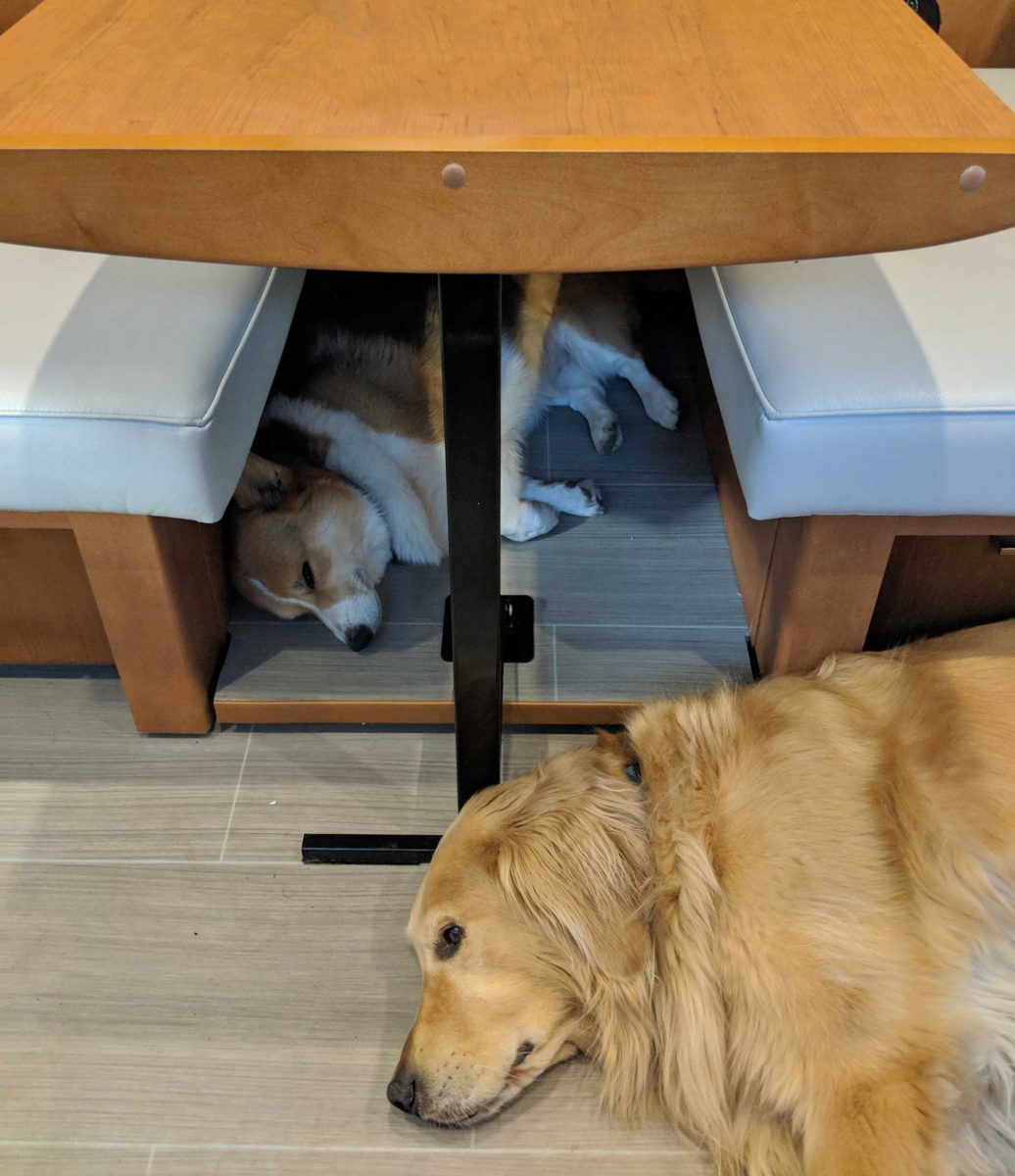 dogs under table